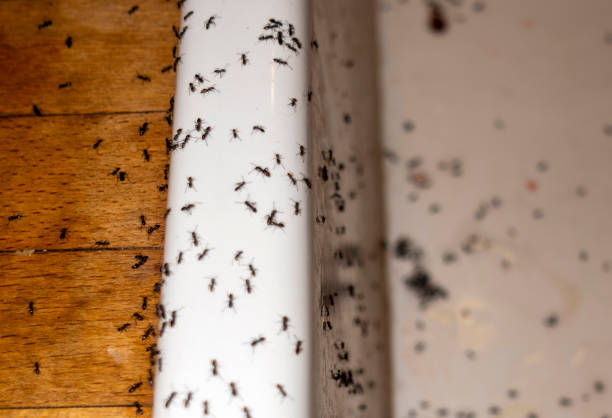 Best Pest Control Cost  in Walters, OK