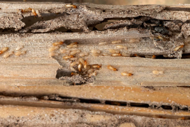 Best Wasp Removal Services  in Walters, OK